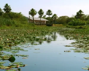 Iberá Wetlands